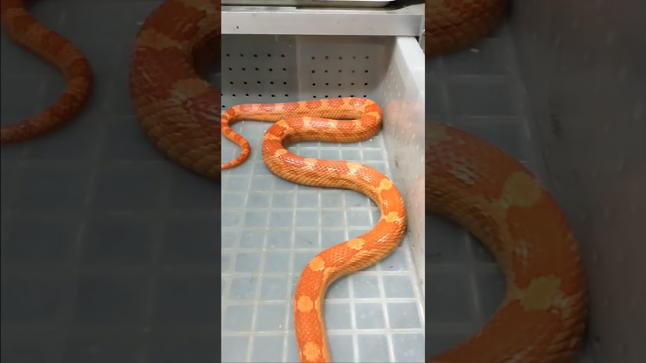 motley amel corn snake