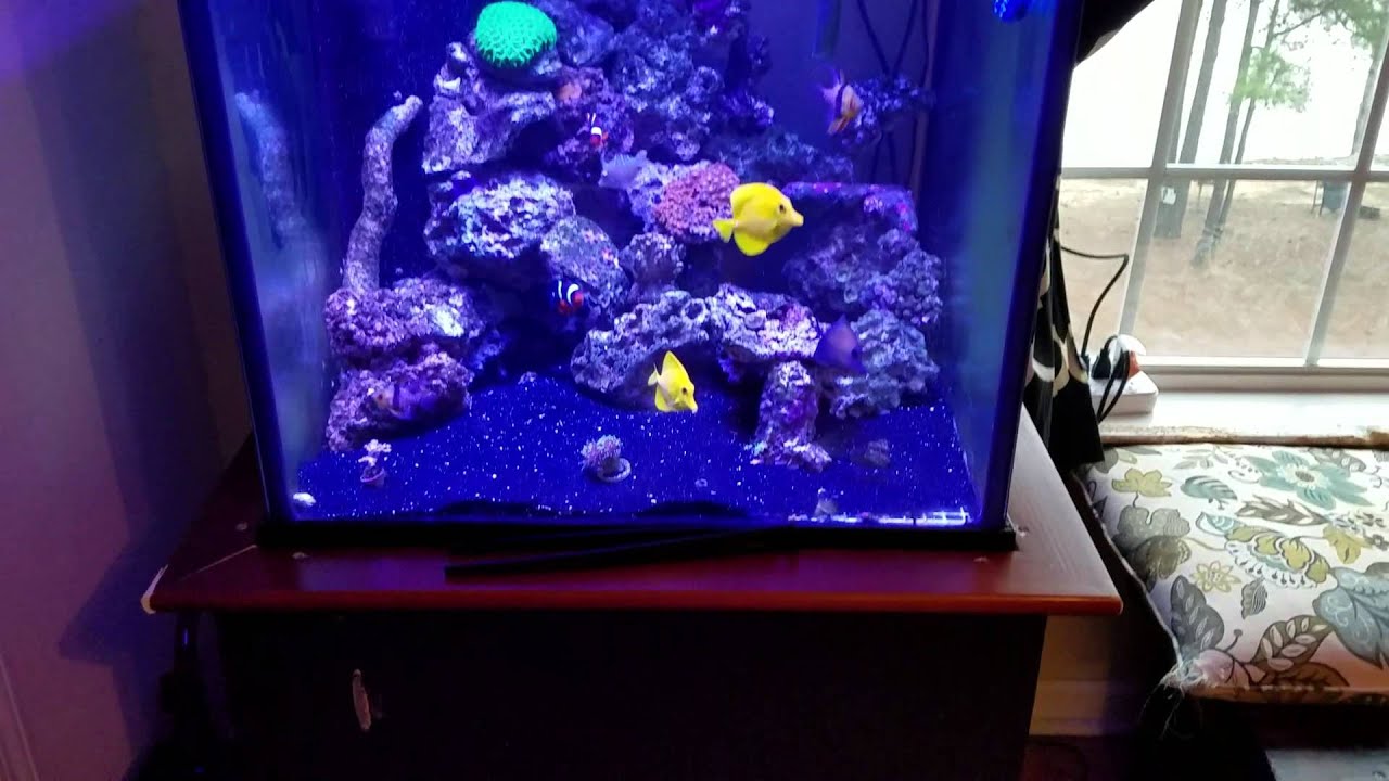 Reef tank sump setup YouTube