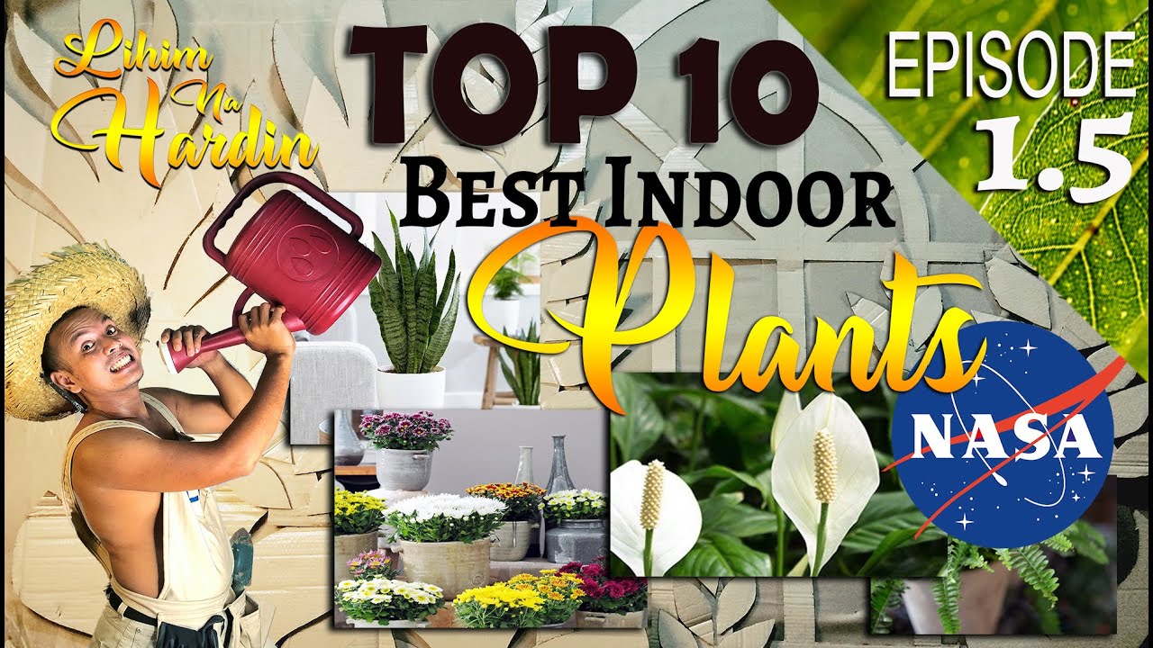 TOP 10 BEST INDOOR PLANT AIR PURIFIER BASED ON NASA PROPAGATION