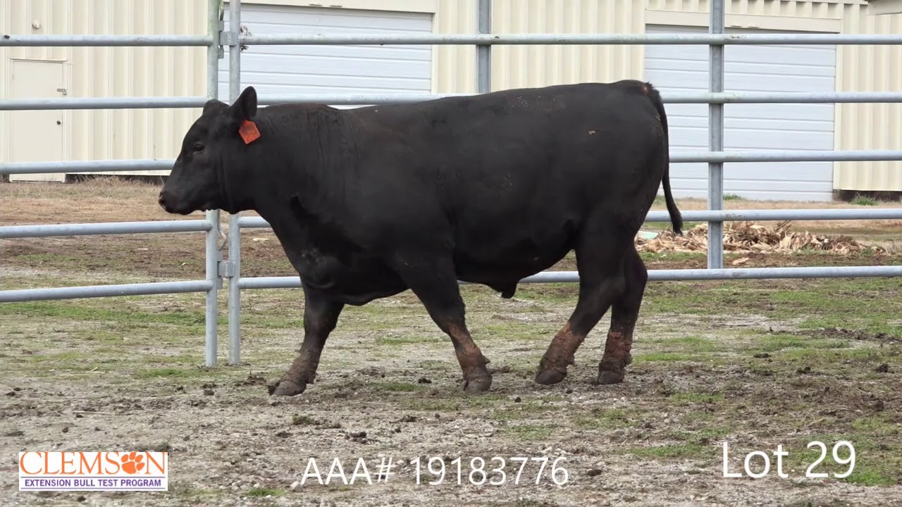angus tasty Clemson Extension Bull Test Lot 29