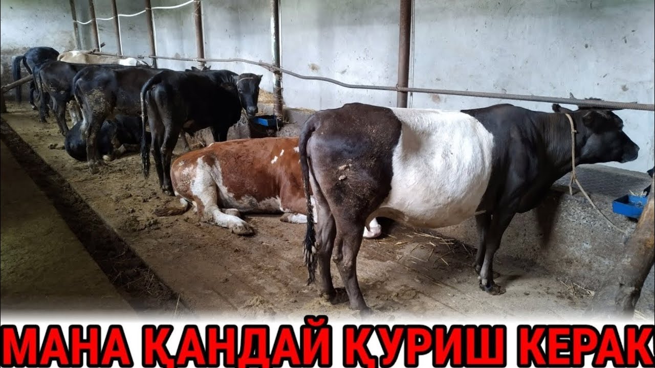 Молхона куриш проекты