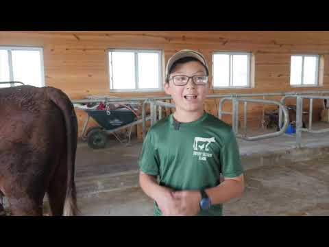 American Milking Devon Oxen