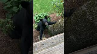 Man’s Close-Up Encounter With a Black Bear