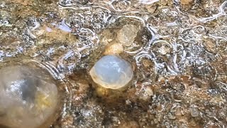 SERÁ UM DIAMANTE?