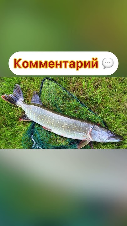 #рибалка #fishing #поплавок #рыбалка #ставок #carpfishing #спининг # ...