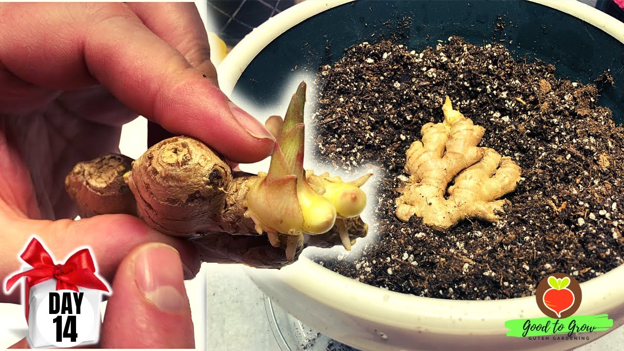 Growing Ginger In Containers in Zone 5 Wisconsin! - and it's DAY 14 of ...