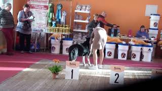 Тула 21.01.2024 МОНО ВЕО суки рабочий Афина bestdog.mybb.ru