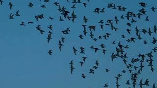 Murmuration of western sandpipers at the beach