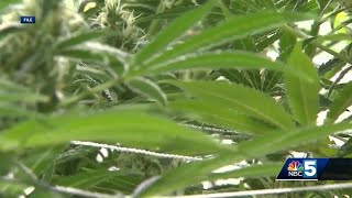 THC cap once again being brought to Vermont legislature