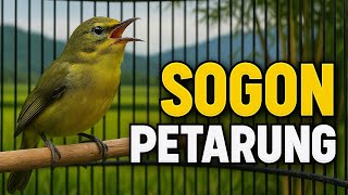 Sogon Gacor pancingan emosi! | The Stunning Olive-backed Sunbird Song screenshot 2