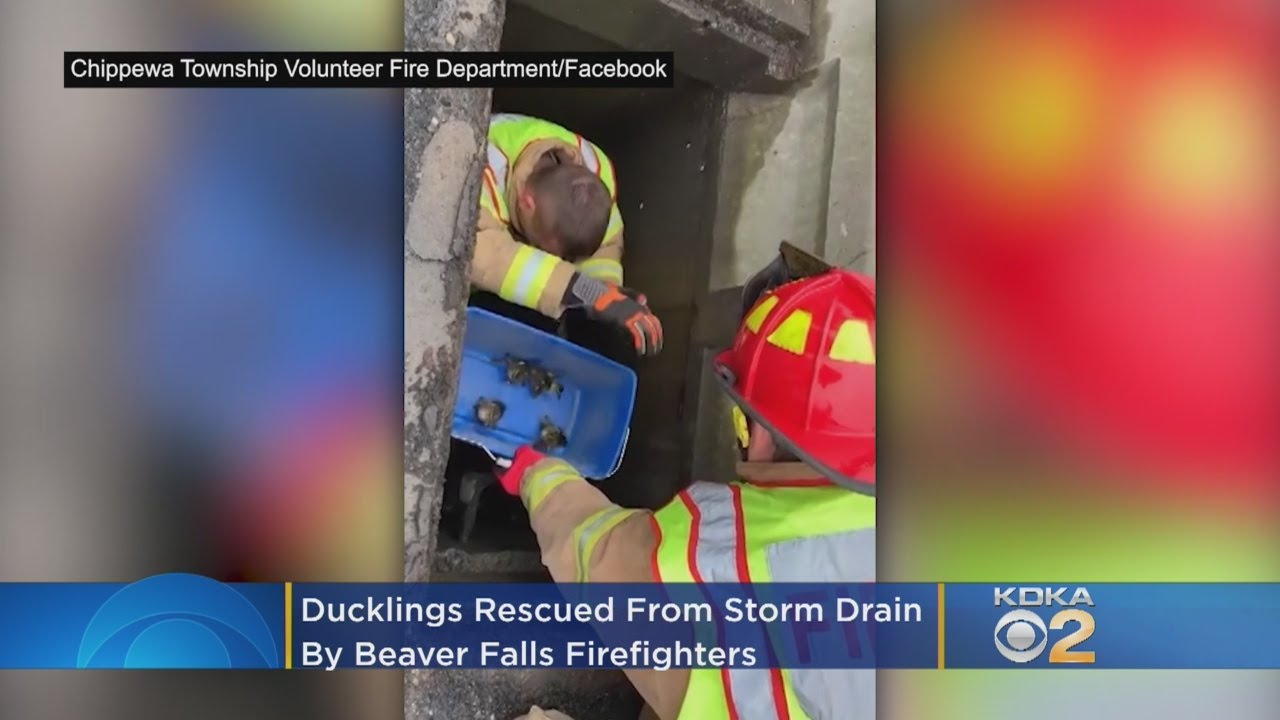 Ducklings Rescued From Storm Drain By Firefighters In Beaver Falls ...