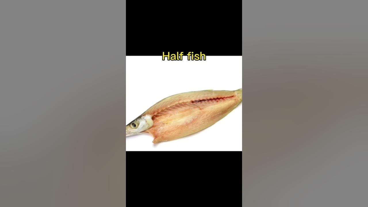 dead Animals Moving (1) YouTube