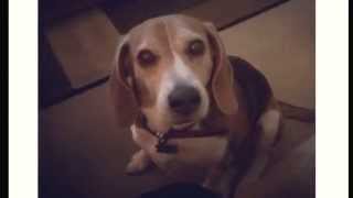 Local Non-Profit Gives Pets Another Chance
