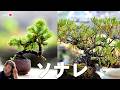 ソナレってどんな木？枯れかけたソナレを作り直す。【盆栽Q】