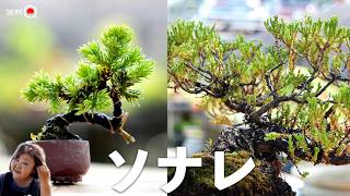 What kind of tree is a Sonare? Reviving a dying Sonare bonsai. [Bonsai Q] screenshot 5