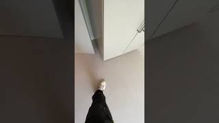 Westex Flooring Natural Loop Cable Stucco carpet installation #carpetfitting #londonflooring