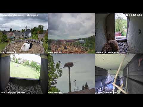 🔴 LIVE: Alle Kameras in 4K (Multiview) 🐦 Störche, Falken & Eulen - Storchennest Fohrde