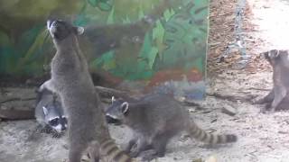 Racoons on the beach in Costa Rica are stealing food
