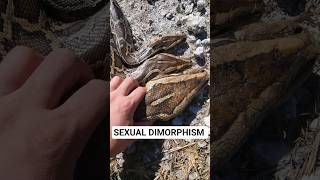 SEXUAL DIMORPHISM In Burmese Pythons #python #snake #wildlife #florida #nature