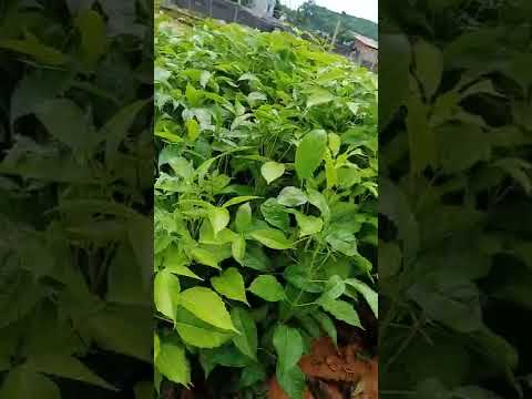 Video Giống cây công trình Kèn Hồng. trồng 3 năm là có hoa. - youtube