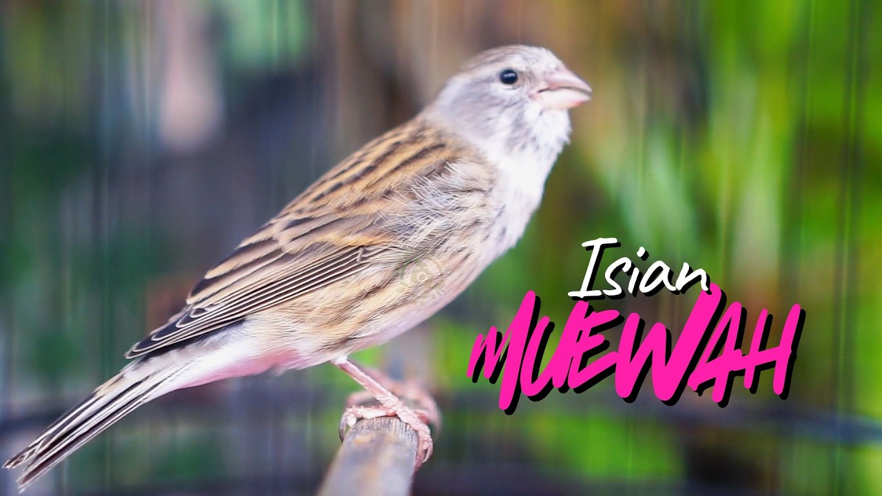 CENGKOK ISIAN MEWAH JAWARA - MASTERAN KENARI ISIAN BLACKTHROAT GACOR SUARA JERNIH PALING JOSS JISS