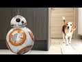 Sphero BB-8 Droid Pranking My Dogs : Funny Beagle Dogs Louie &amp; Marie