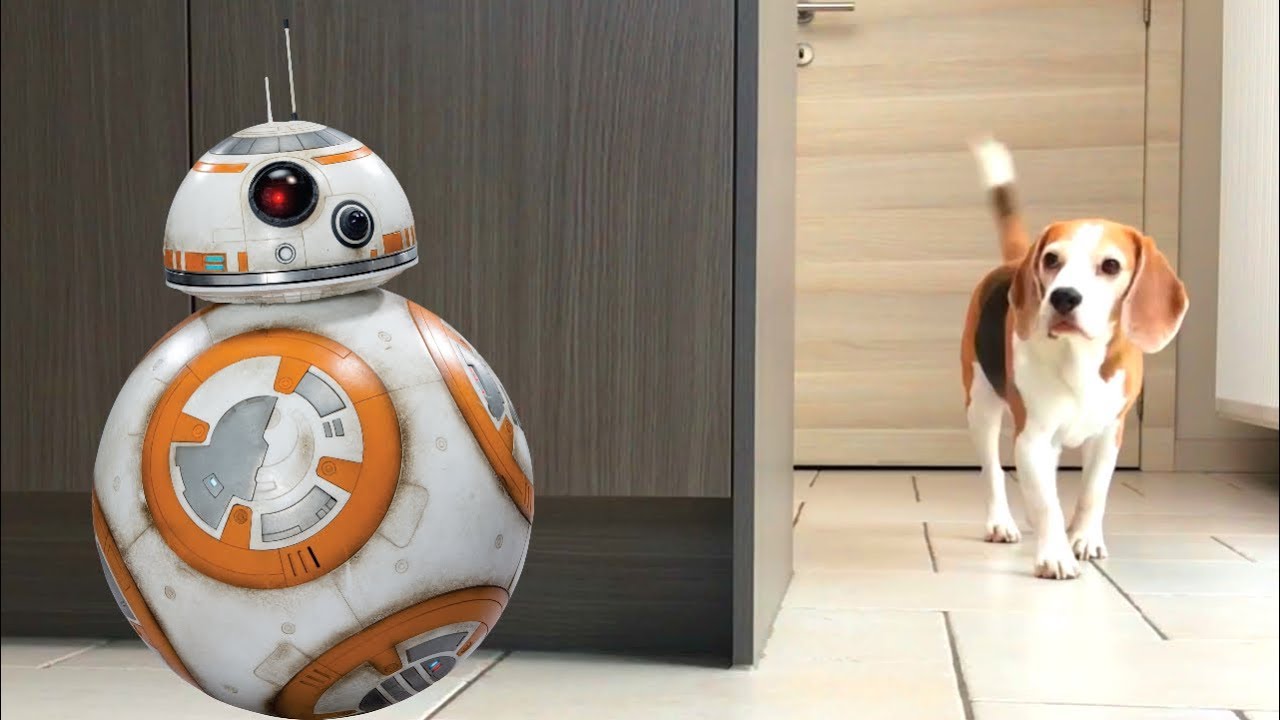 Sphero BB-8 Droid Pranking My Dogs : Funny Beagle Dogs Louie & Marie