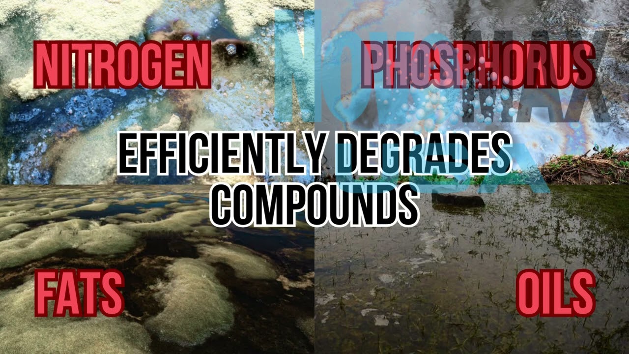 Novomax Biological treatment of algae and sludge