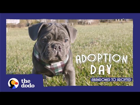Blind Rescue Puppy Wins Over Every Member Of His New Family | The Dodo Adoption Day - Blind Rescue Puppy Wins Over Every Member Of His New Family | The Dodo Adoption Day