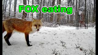 Fox in the Snowy Woods – Caught on Trail Camera