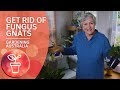 DIY ideas to rid your indoor plants of fungus gnats | Pest and Disease Control | Gardening Australia