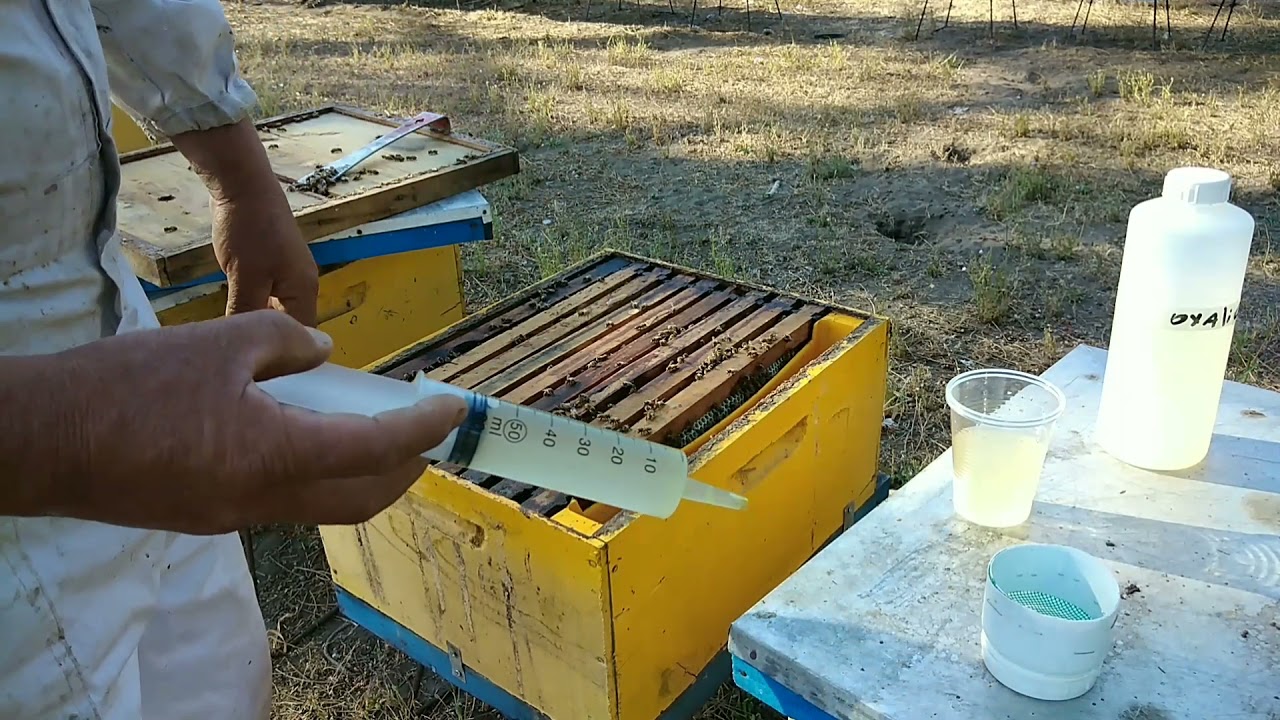 Manejos para mejorar la produccion de miel
