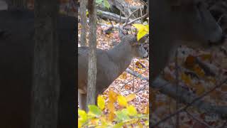 Hunter's Perfect Deer Hunt: Waiting Game in the Woods #shorts screenshot 5