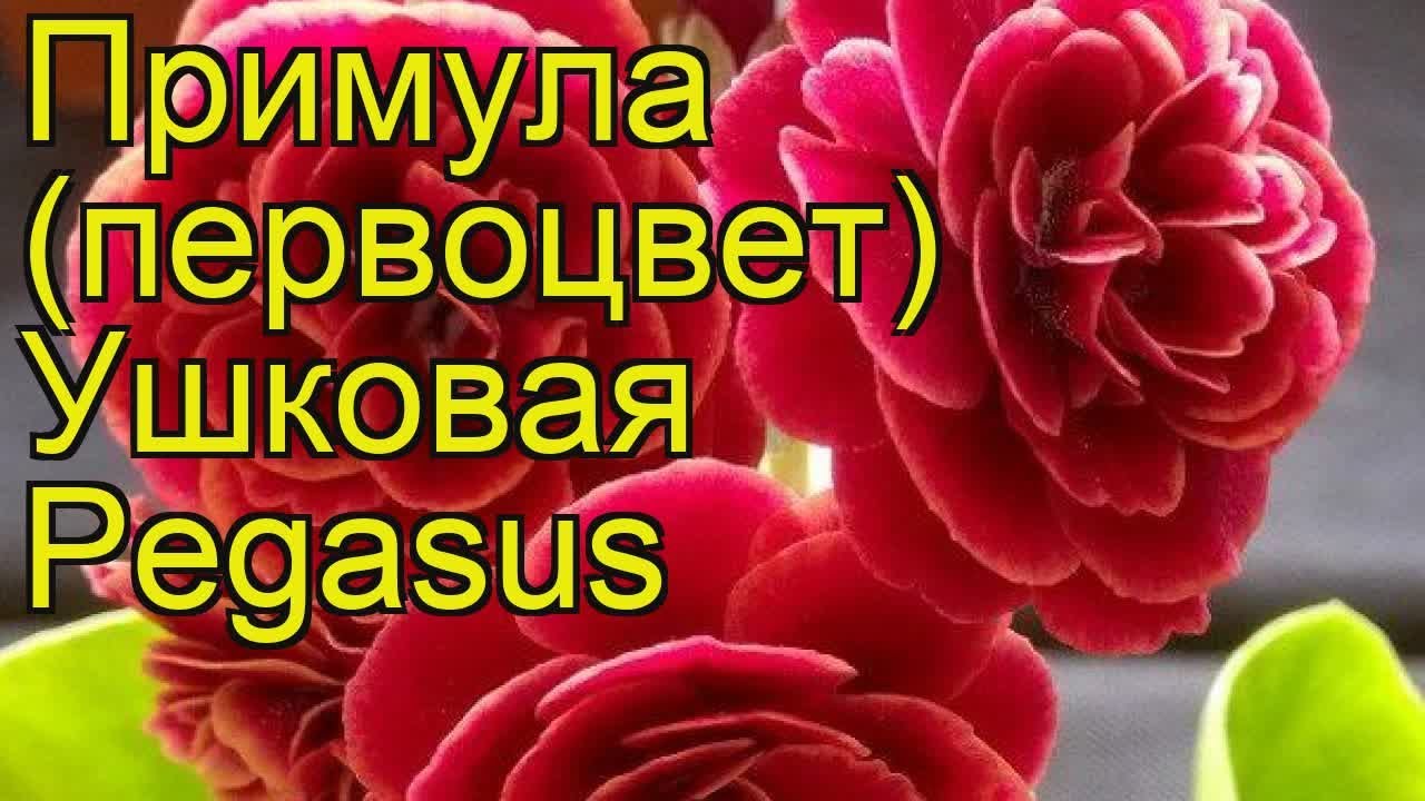 Примула ушковая Пегасус. Краткий обзор, описание характеристик primula auricula Pegasus