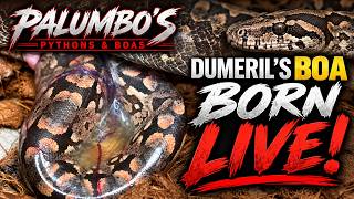 DUMERIL'S BOA LITTER BIRTH CAPTURED!