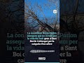 🔴La consellera Núria Parlon assegura que no es tem per la vida del ferit greu a Sant Boi