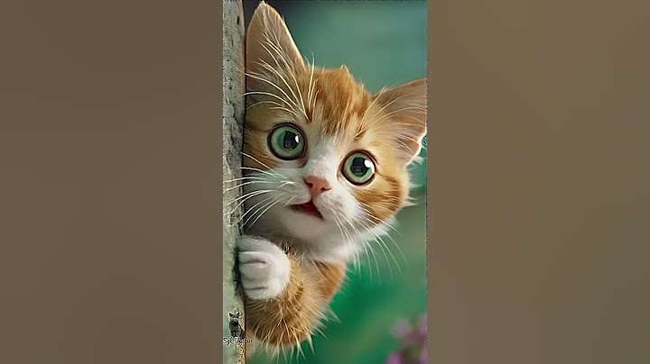 The FUNNIEST Talking Cat Has a Message for You