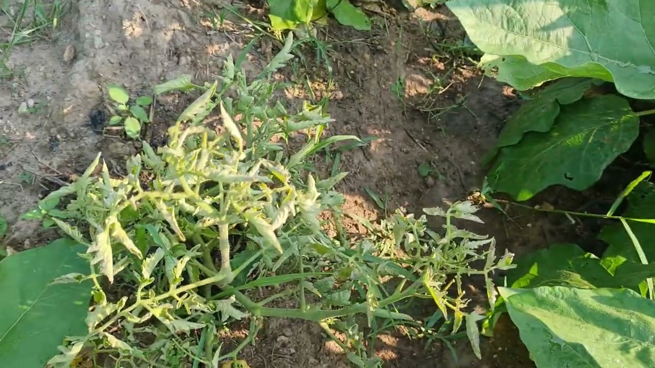 ทำแบบนี้ได้ไง⁉️เสียหายแล้วนะกินทิ้วไว้ครึ่งลูก พาชมสวนมะเขือที่ถูกกระรอกแทะ @variety5786 