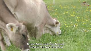 Aleksander Miklavič: Rjava pasma je idealna zaradi prilagodljivosti težkemu planinskemu terenu