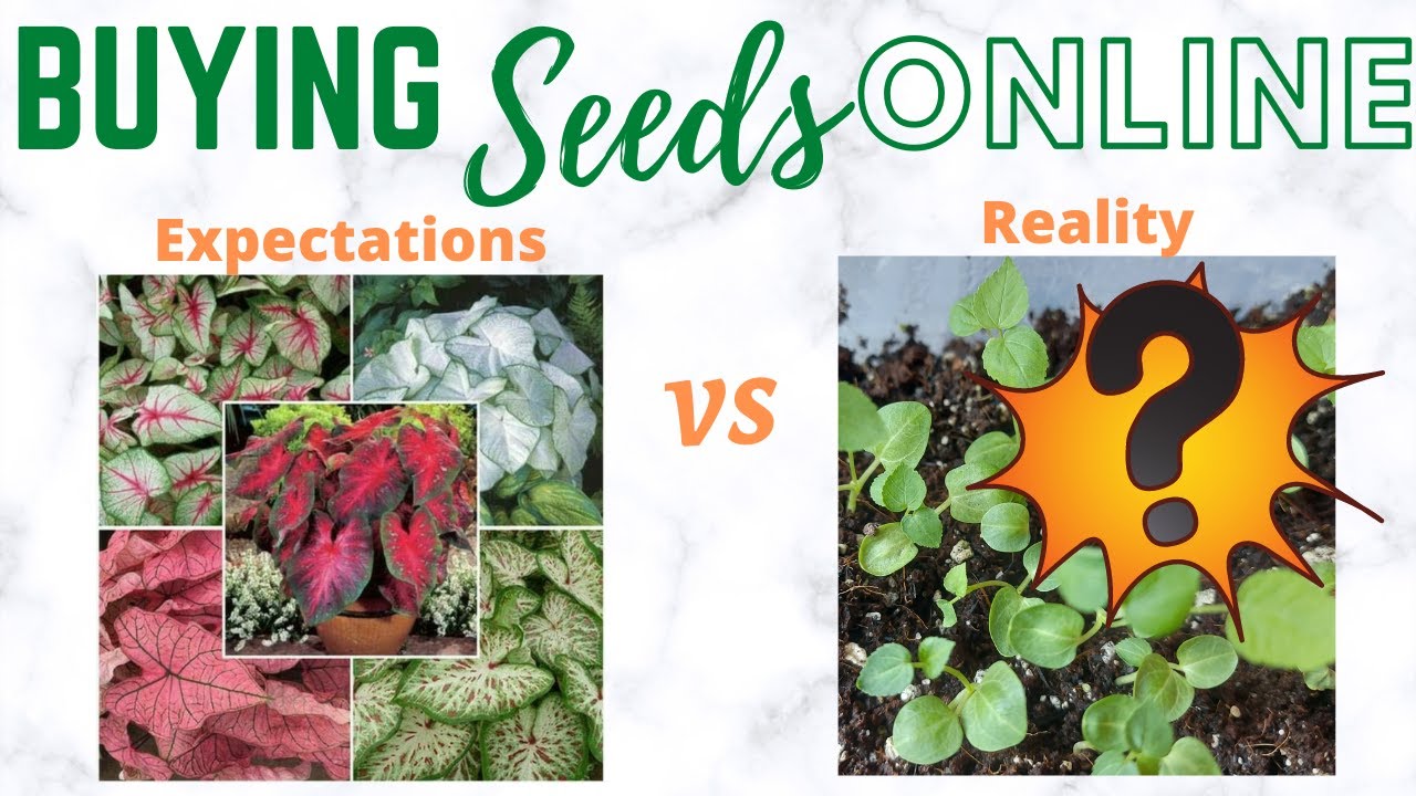 Review: Purchased Seeds from China thru eBay: Expectation vs Reality   HD 1080p