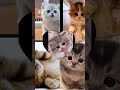 #cat #ykstavsiye #matematik #music #komedi #ytdayibenionecikarnolur #cute #diy #funny #blackpink