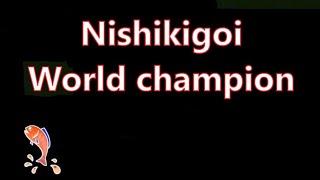 【Koi Fish】World's most expensive fish / Japan    #japan  #youtube    #aquário   #koi   #ikan #carpa