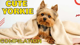 Funny yorkie compilation 2022 😅 Cute yorkie puppy 😻 Yorkie puppies barking