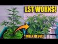 E.7 LST WORKS WELL in the AIRCUBE - Using MARSHYDRO 5x5 w/ Fc8000 &amp; ADLITE