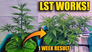 E.7 LST WORKS WELL in the AIRCUBE - Using MARSHYDRO 5x5 w/ Fc8000 & ADLITE