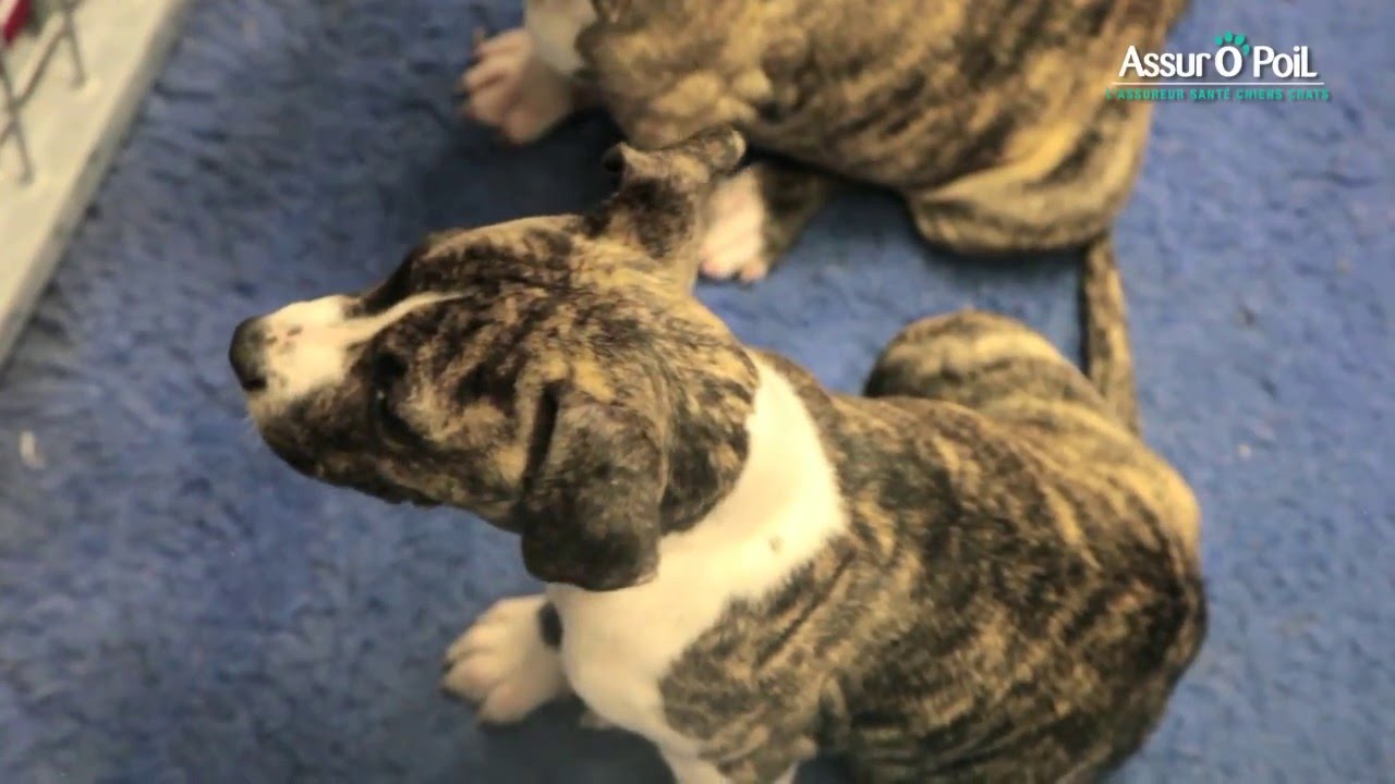 Assur O'Poil, la mutuelle animaux au Salon Animal Expo 2015