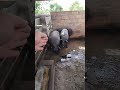 dia de abater um porquinho aqui na roça