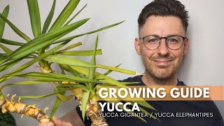 Yucca Yucca Gigantea Care Guide And Growing Tips