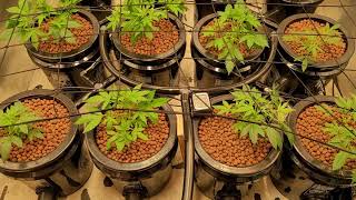 600W HPS+1000W LED⚡🤯 Advance Nutrients Agro Maxx Hortilux💡 AUTOFLOWER