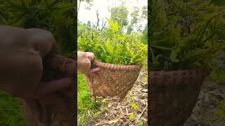 निगुरो- Organic vegetable || village Nepal ?? travelvlog danzoo shortvideo villagelife nature